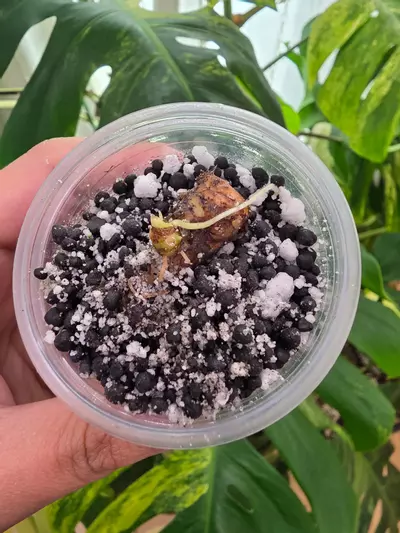 plant/Variegated alocasia albo platinum chonk. Variegation not guaranteed. 1093-1-thumbnail