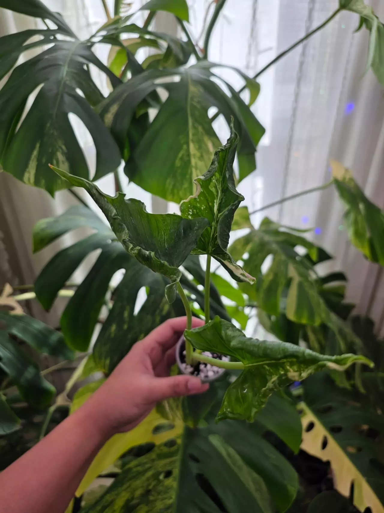 plant/Variegated alocasia albo cucullata crinkle . Chonk grown. (Not tc) 1088-0