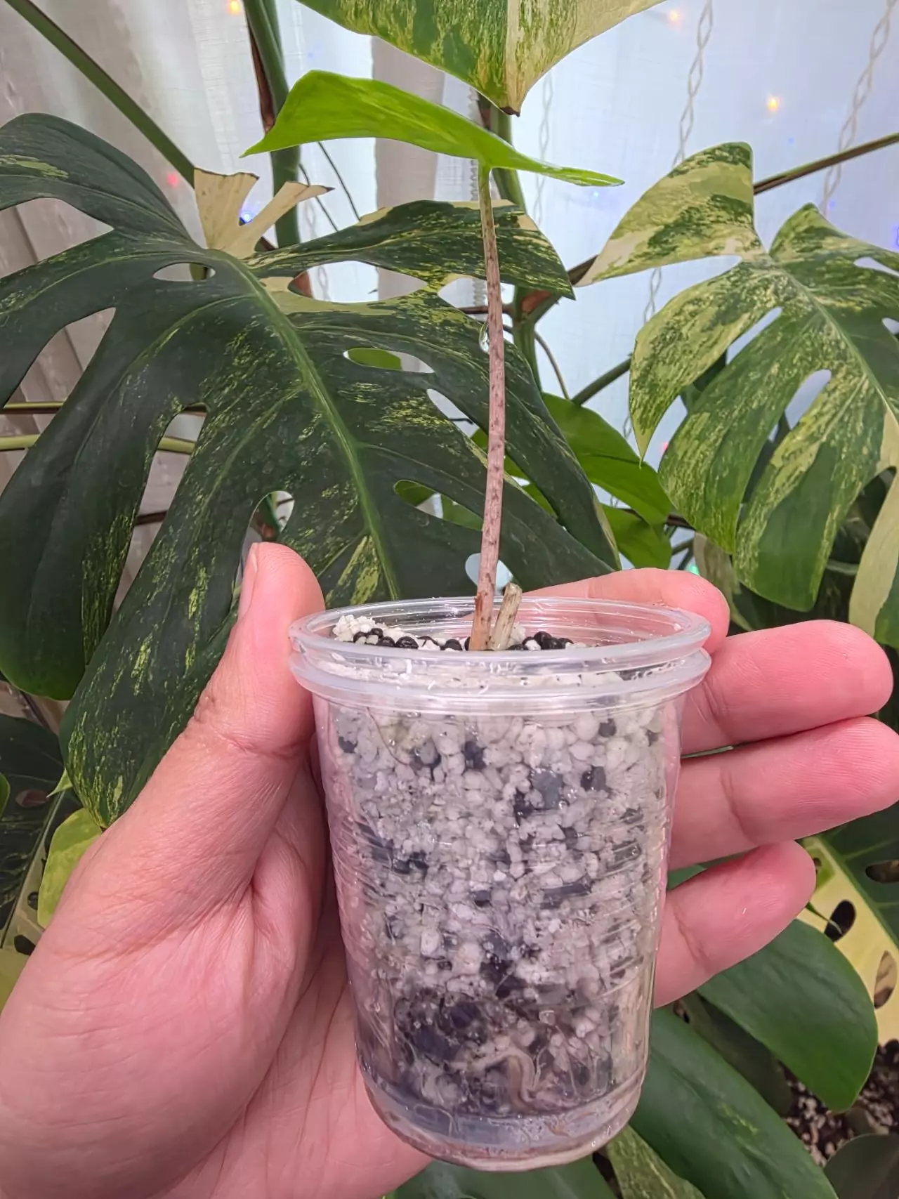 plant/Variegated alocasia antoro x alba pup. Corm grown. (Not tc) 1103-1