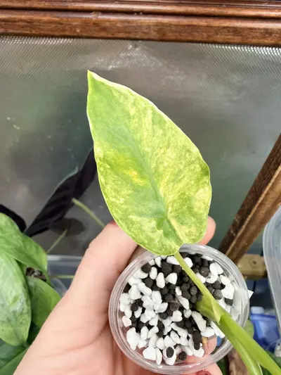 plant/Alocasia gageana Aurea #0045-3-thumbnail