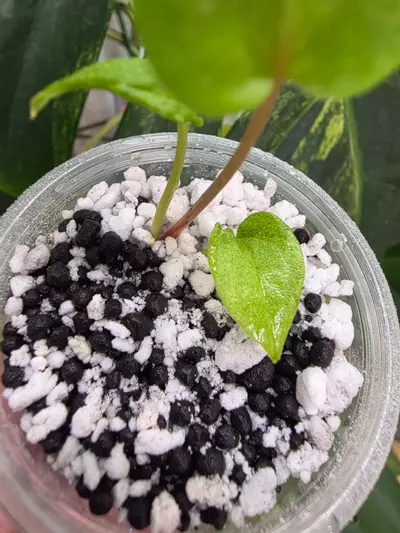 plant/Variegated anthurium dark phoenix Semi-rooted. Clone.chonk grown. (Not tc) 1104-2-thumbnail