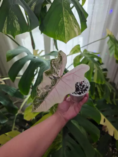 plant/Variegated alocasia pink pseudo sanderiana. Corm grown. 1086-1-thumbnail