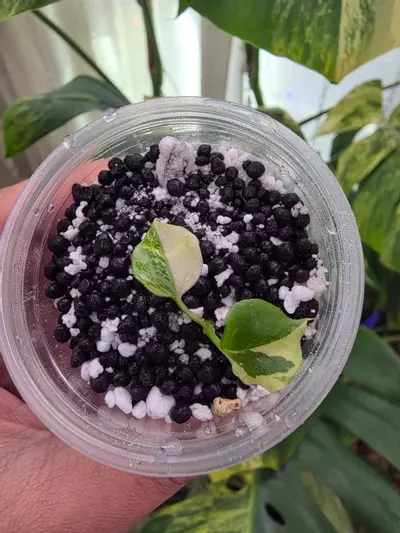 plant/Variegated anthurium ace of spade. Semi-rooted. Clone. Chonk grown. (Not tc)1100-2-thumbnail