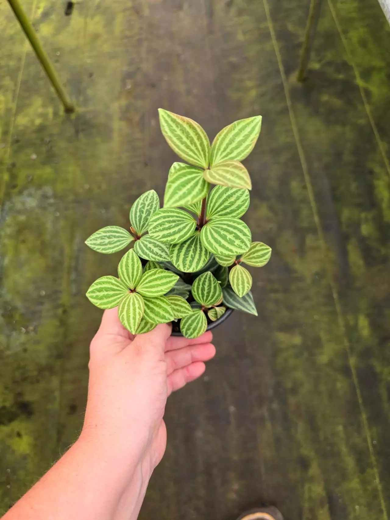 plant/Peperomia puteolata 4in GC-0
