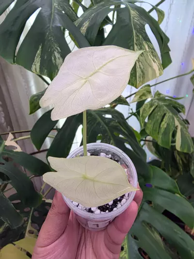plant/Variegated alocasia mint pink dragon pup. Corm grown. 1102-2-thumbnail