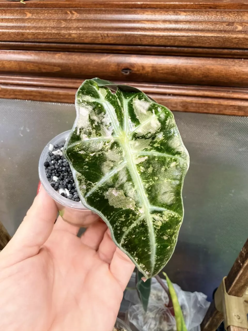 plant/Alocasia Polly Pink snow var✨-0