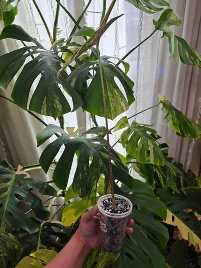 plant/🦄 variegated alocasia pink denudata. Chonk grown. (Not tc) 1089-1-thumbnail