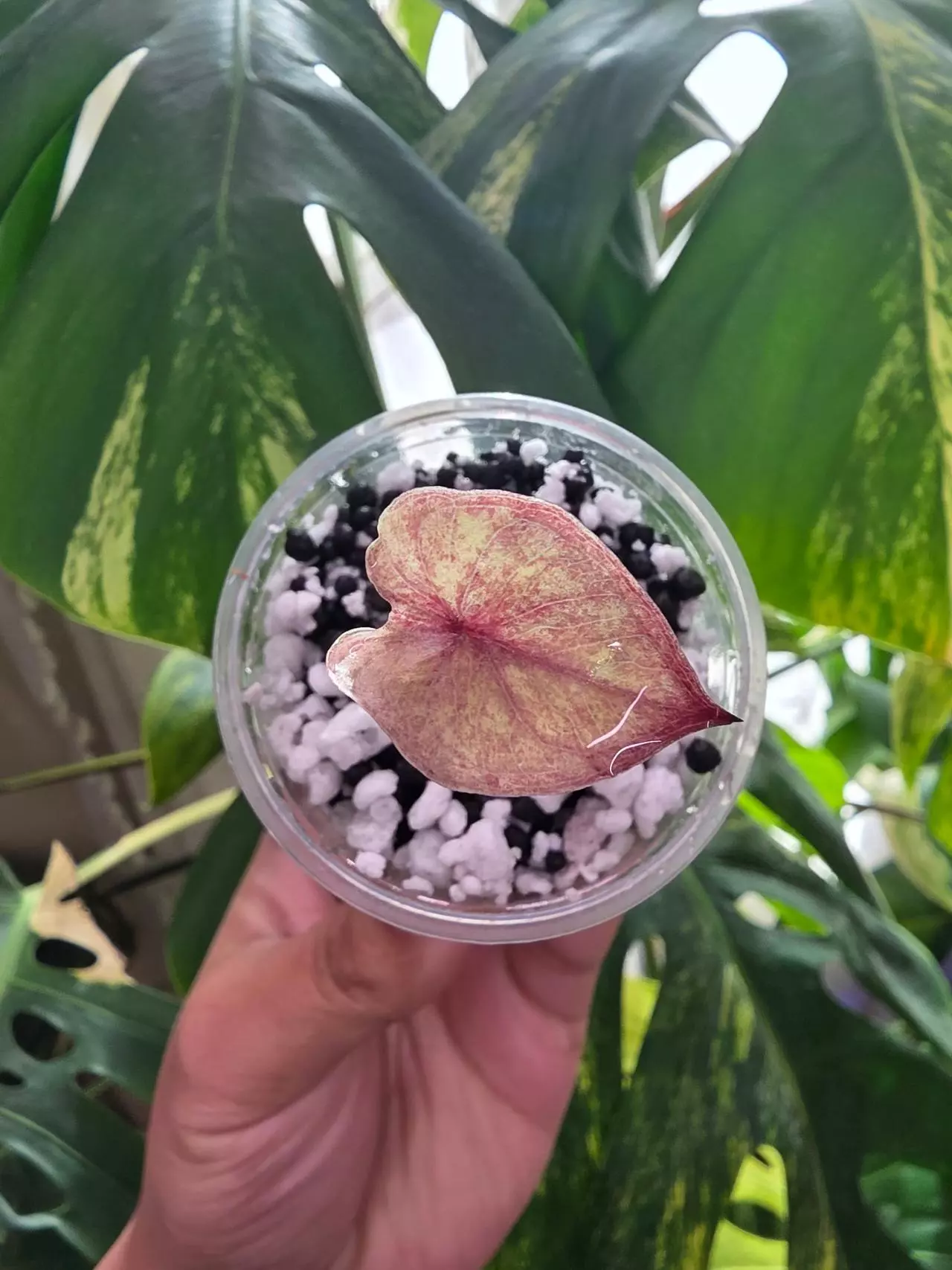 Variegated alocasia pink serendipity full moon pup. Corm grown. 1074