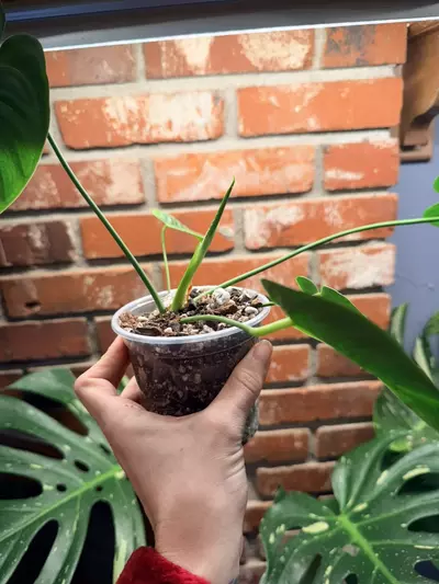 plant/Anthurium veitchii B-1-thumbnail