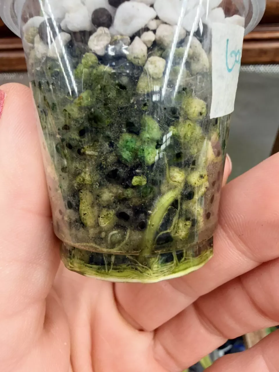 plant/Alocasia gageana Aurea #0045-4