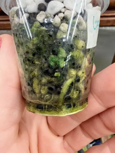 plant/Alocasia gageana Aurea #0045-4-thumbnail