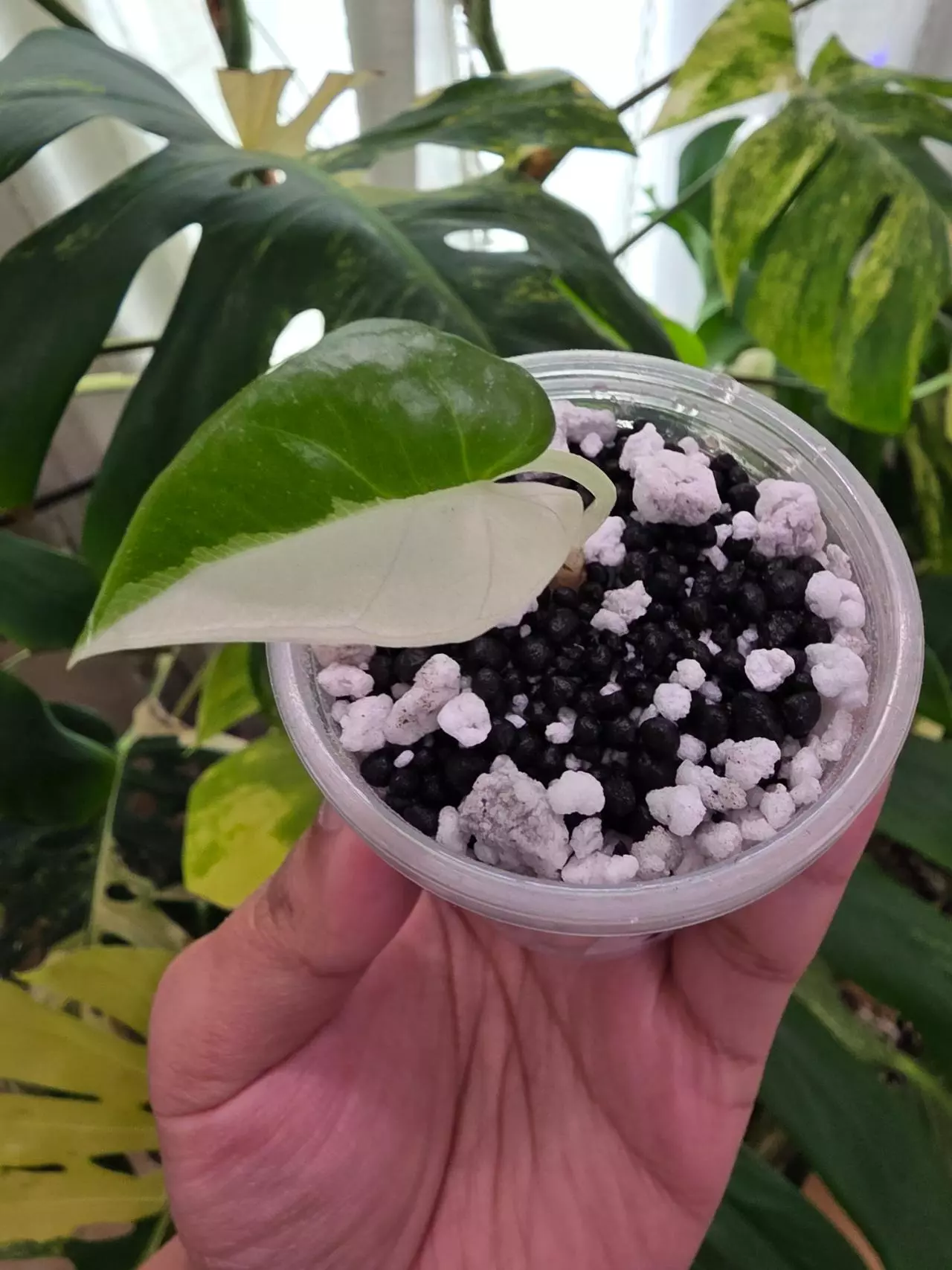 plant/Variegated alocasia albo/pink scabriuscula pup. Chonk grown.(not tc) 1092-2