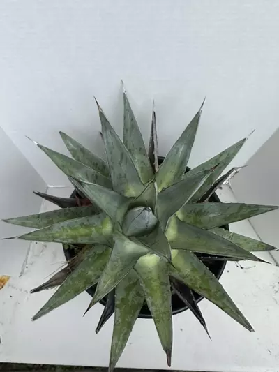 plant/Agave Pumila-4-thumbnail