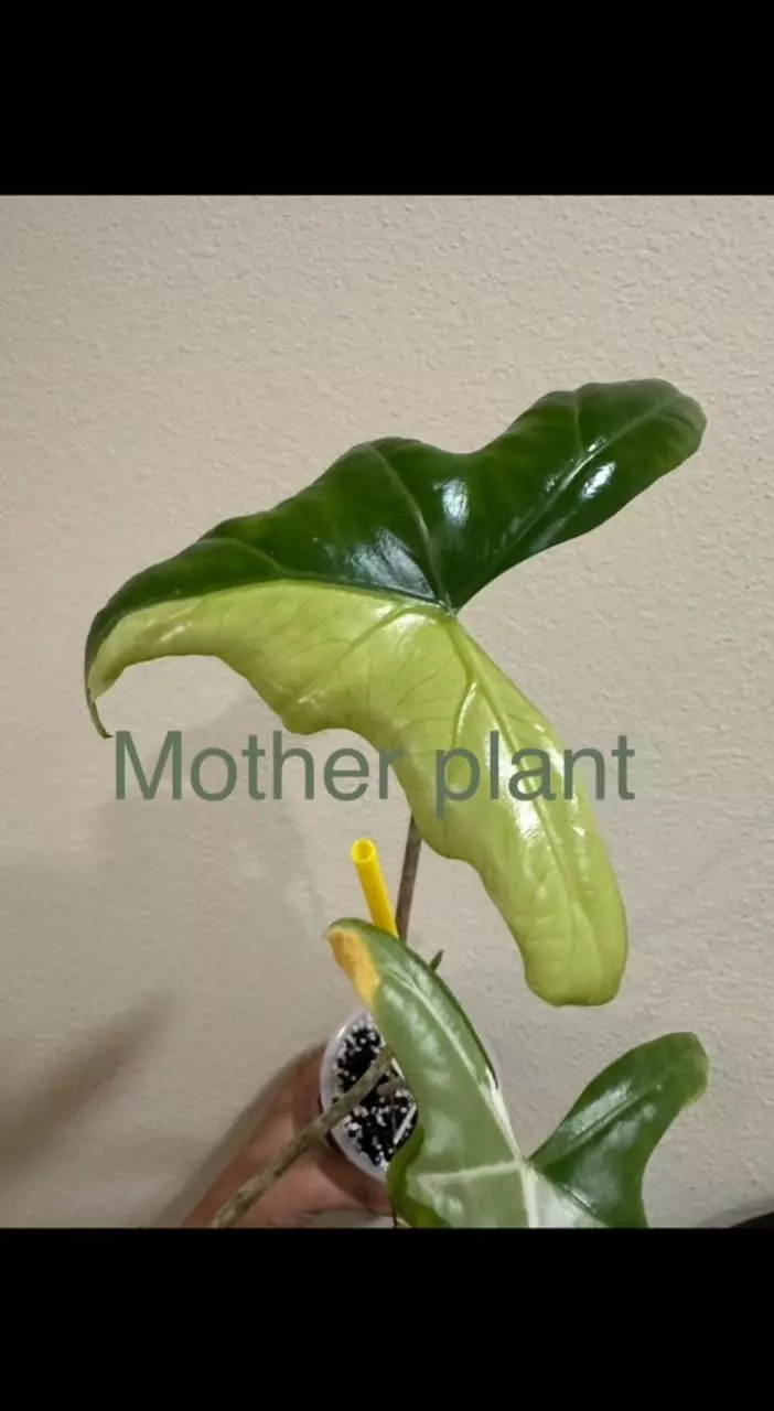 plant/Variegated alocasia albo batwing corm.sprouting.rooting. 1101-0