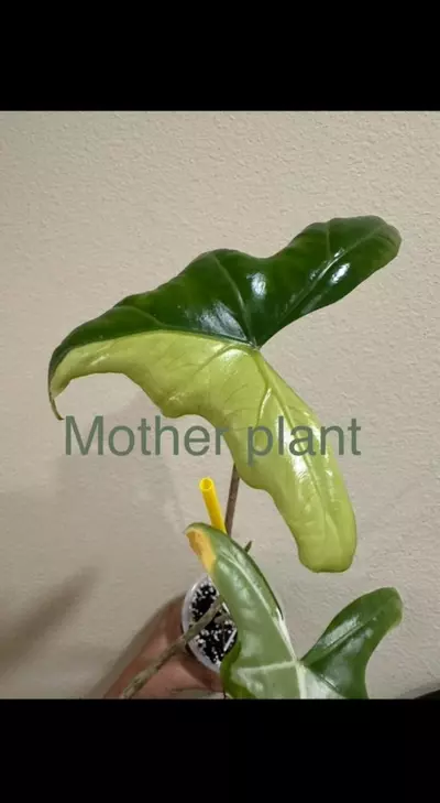 plant/Variegated alocasia albo batwing corm.sprouting.rooting. 1101-0-thumbnail
