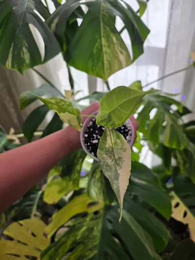 plant/Variegated alocasia aurea dragons breath pup. Corm grown. 1080-3-thumbnail