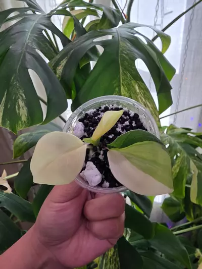 plant/Variegated philodendron rooted gabby cutting-2-thumbnail