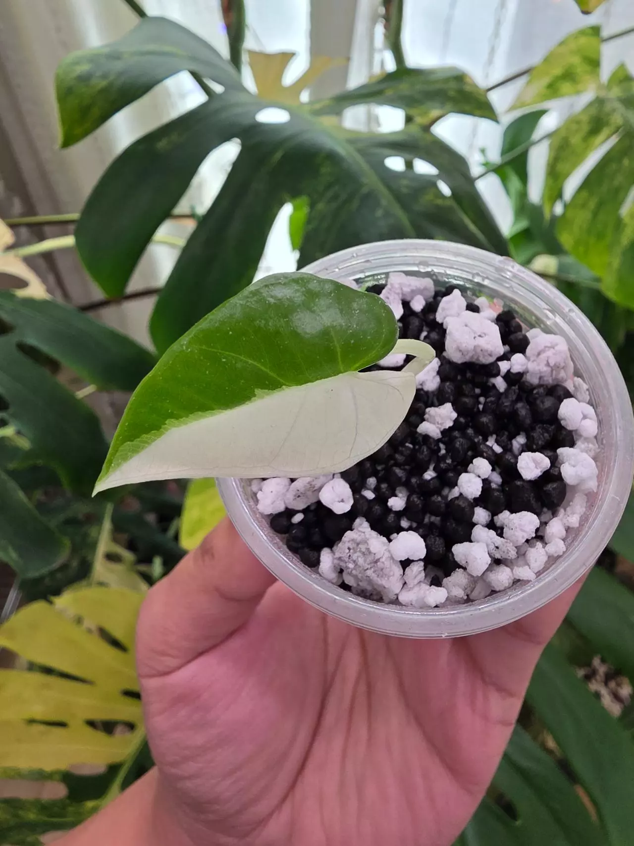 plant/Variegated alocasia albo/pink scabriuscula pup. Chonk grown.(not tc) 1092-1