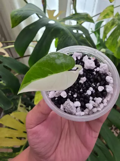 plant/Variegated alocasia albo/pink scabriuscula pup. Chonk grown.(not tc) 1092-1-thumbnail