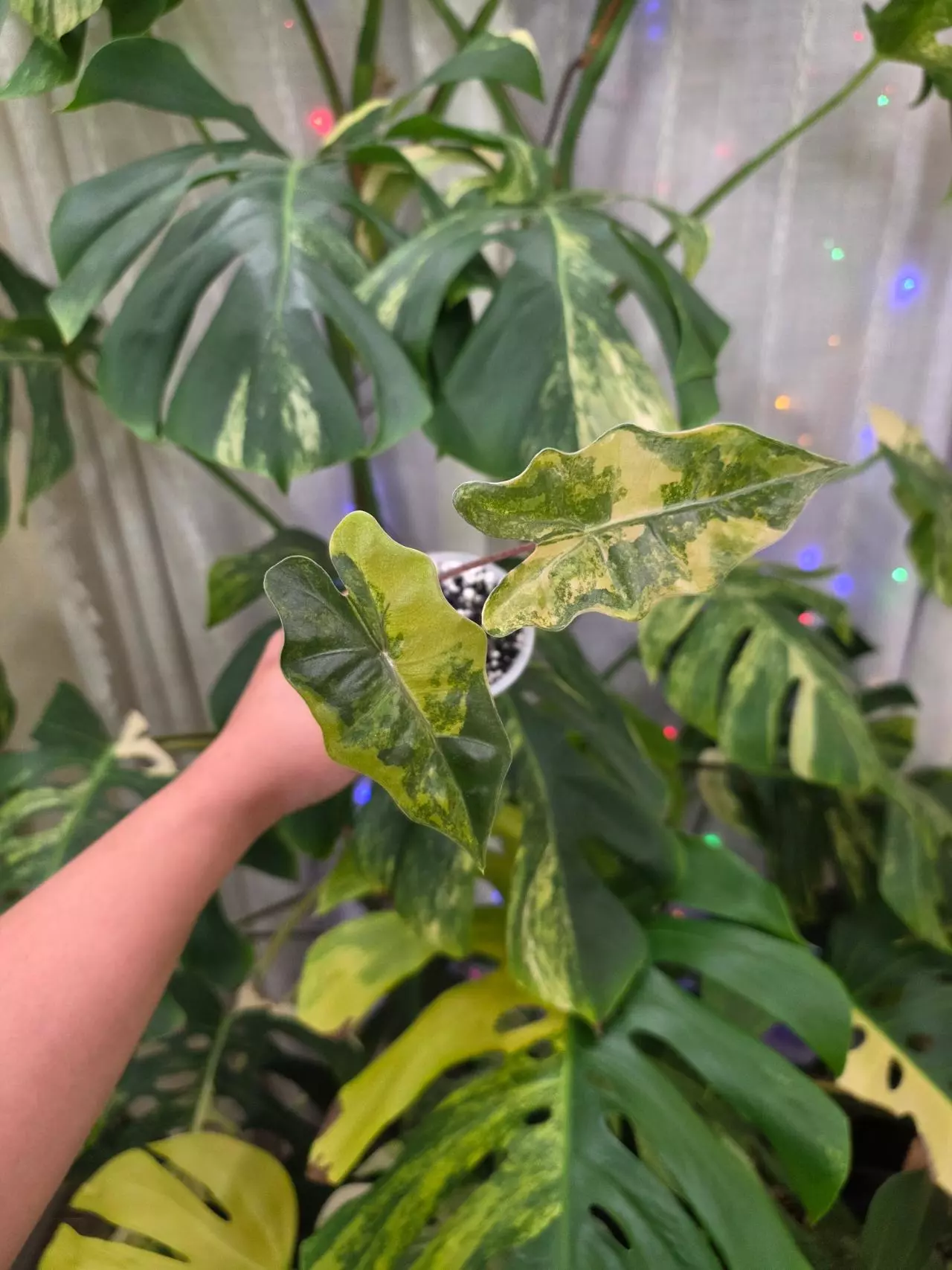 plant/Variegated alocasia aurea pseudo sanderiana. Corm grown.1117-0