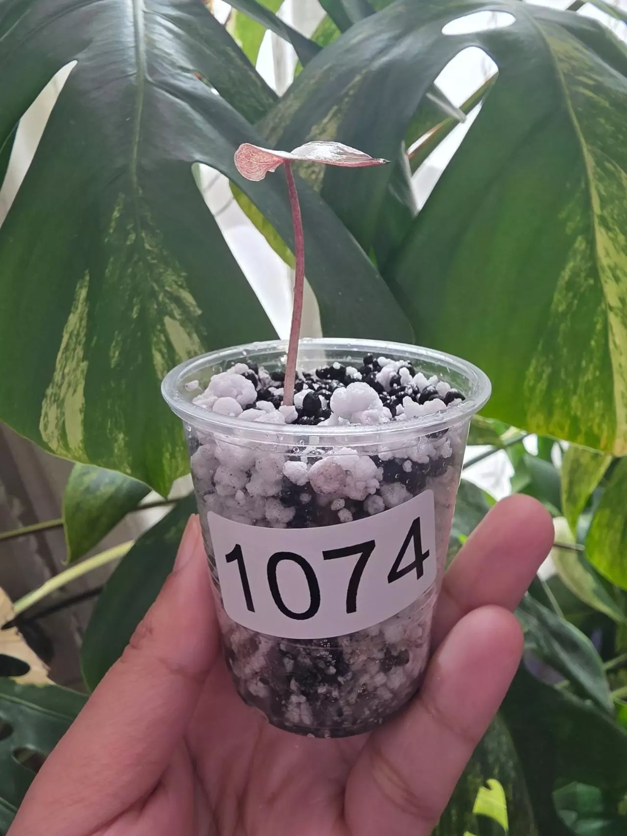 plant/Variegated alocasia pink serendipity full moon pup. Corm grown. 1074-1