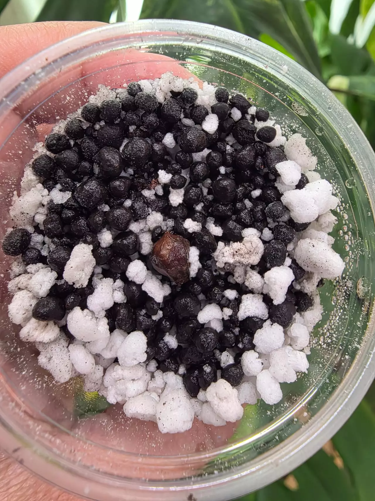 plant/Variegated alocasia albo batwing corm. (Small) final sale. No refund.-1