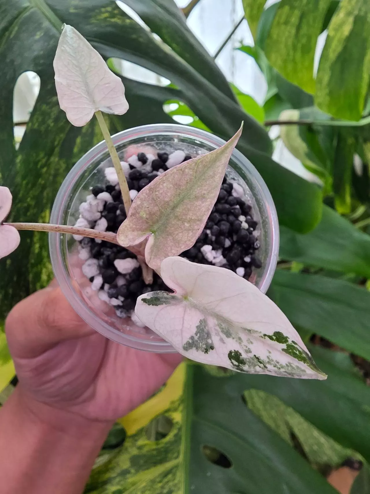 plant/🦄 variegated alocasia pink de beers blu pup. Chonk grown. (Not tc) 1090-3
