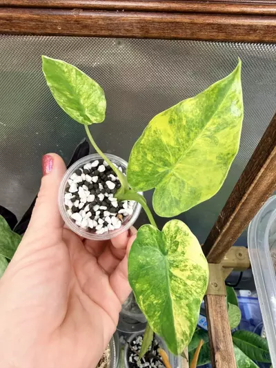 plant/Alocasia gageana Aurea #0045-2-thumbnail