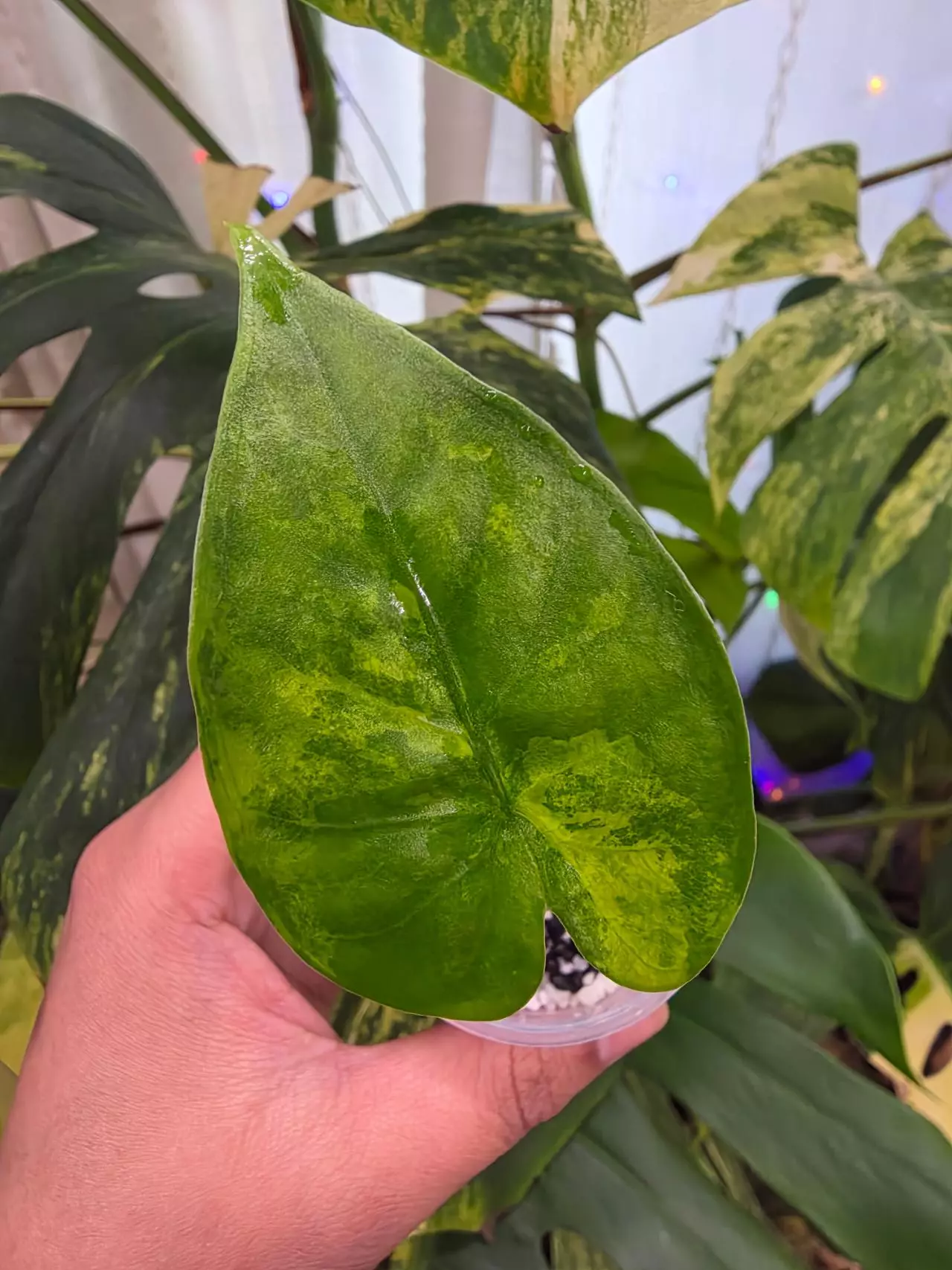 plant/Variegated alocasia antoro x alba pup. Corm grown. (Not tc) 1103-0