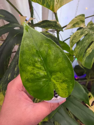 plant/Variegated alocasia antoro x alba pup. Corm grown. (Not tc) 1103-0-thumbnail