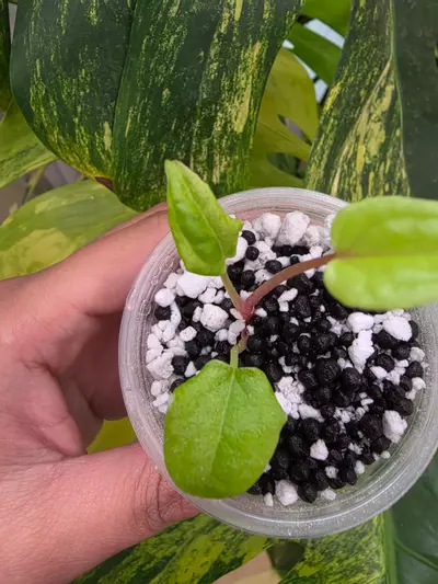 plant/Variegated anthurium dark phoenix Semi-rooted. Clone.chonk grown. (Not tc) 1105-2-thumbnail