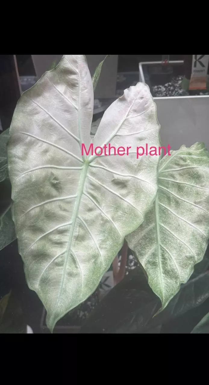 plant/Variegated alocasia mint pink dragon pup. Corm grown. 1102-0