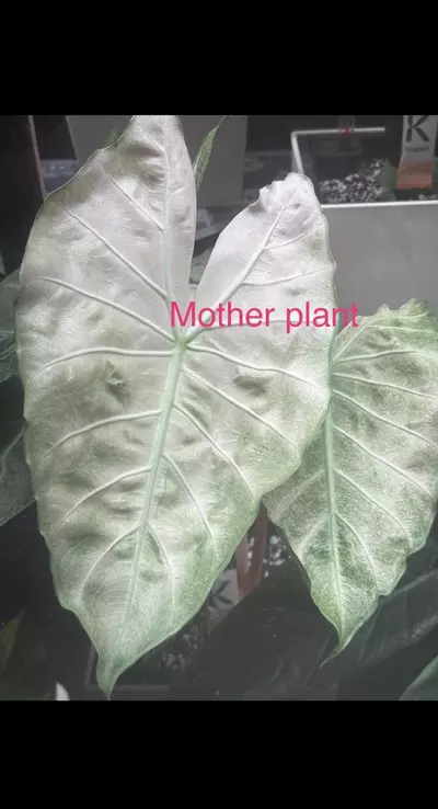 plant/Variegated alocasia mint pink dragon pup. Corm grown. 1102-0-thumbnail