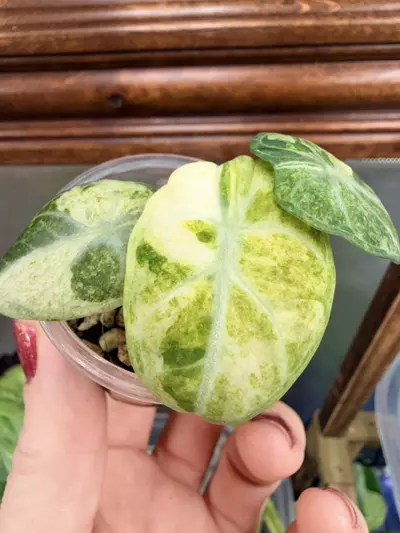 plant/Alocasia Ninja Tricolor #0043-0-thumbnail