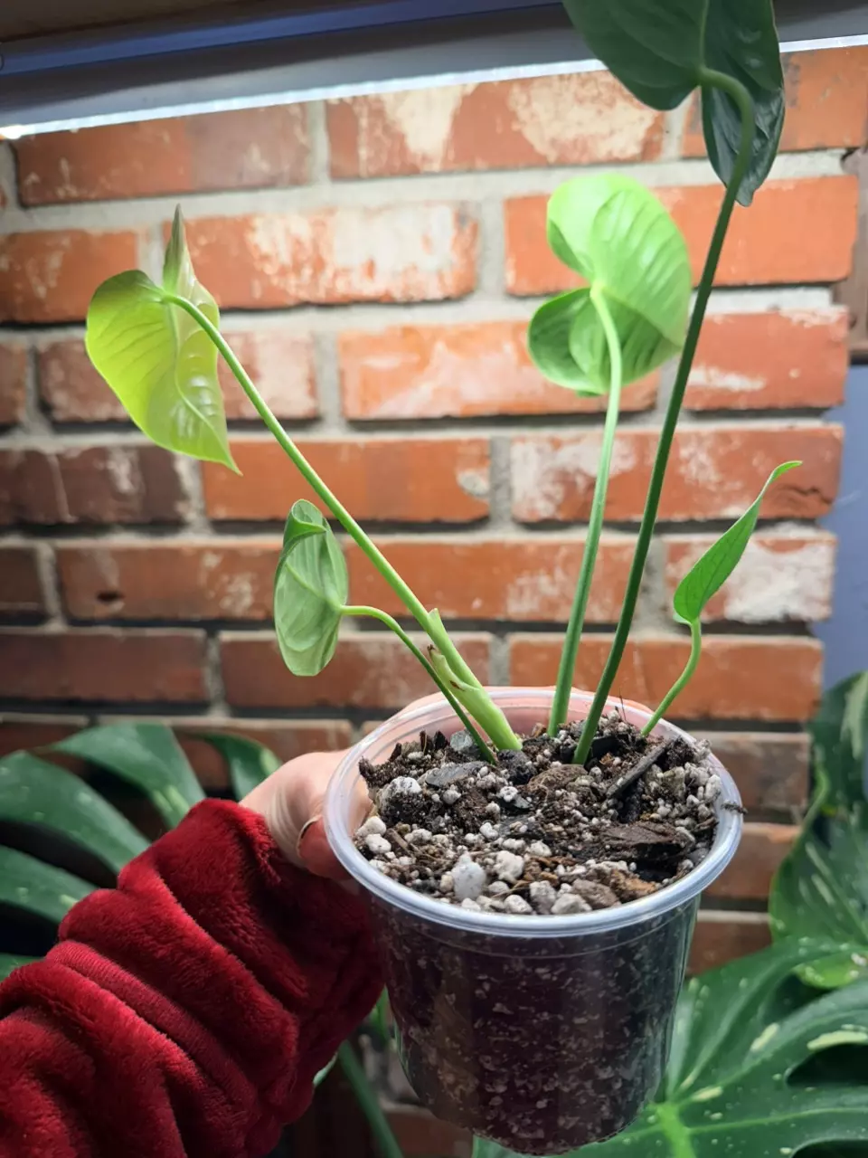 plant/Anthurium veitchii A-1