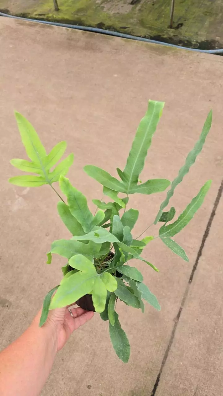 plant/Blue star fern 4in GC-0