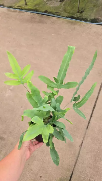 plant/Blue star fern 4in GC-0-thumbnail