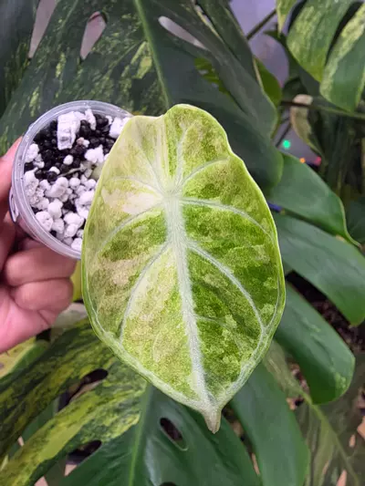 plant/Variegated alocasia tricolor ninja splash pup. Chonk grown. (Not tc) 1110-1-thumbnail