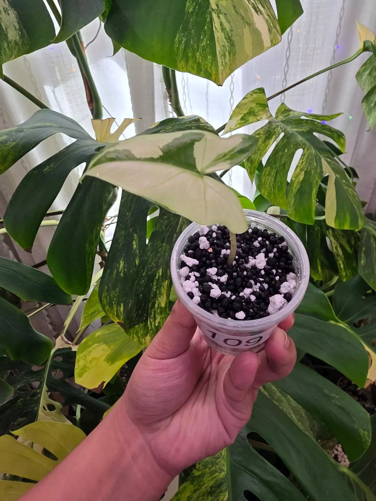 plant/Variegated alocasia albo batwing. Chonk grown. (Not tc) 1091-2