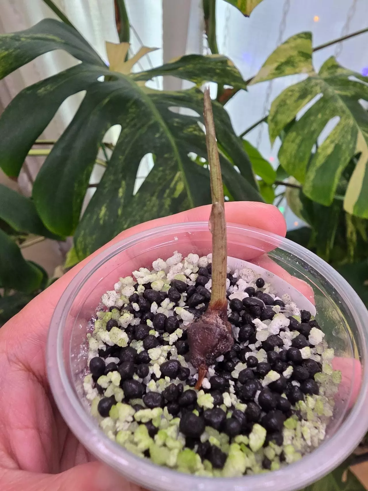 plant/Variegated alocasia albo batwing corm.sprouting.rooting. 1101-1