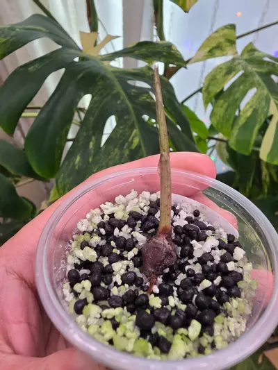plant/Variegated alocasia albo batwing corm.sprouting.rooting. 1101-1-thumbnail
