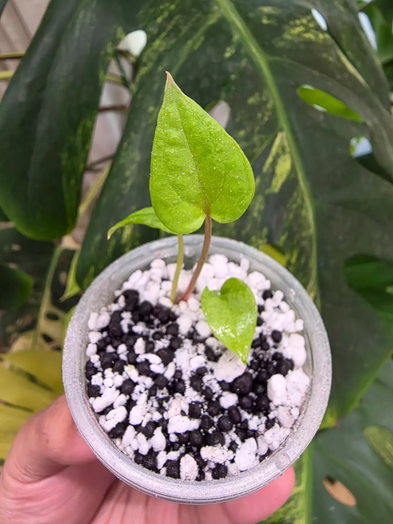 plant/Variegated anthurium dark phoenix Semi-rooted. Clone.chonk grown. (Not tc) 1104-1