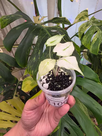 plant/Variegated alocasia mint pink dragon pup. Chonk grown.(Not tc)1106-1-thumbnail