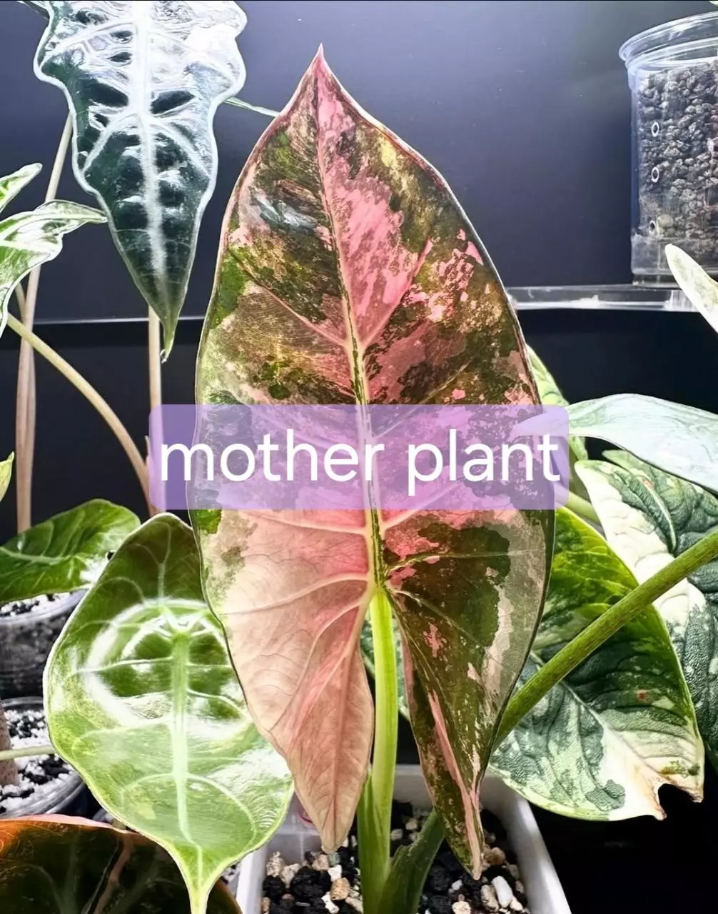 plant/Variegated alocasia albo/pink scabriuscula pup. Chonk grown.(not tc) 1092-0