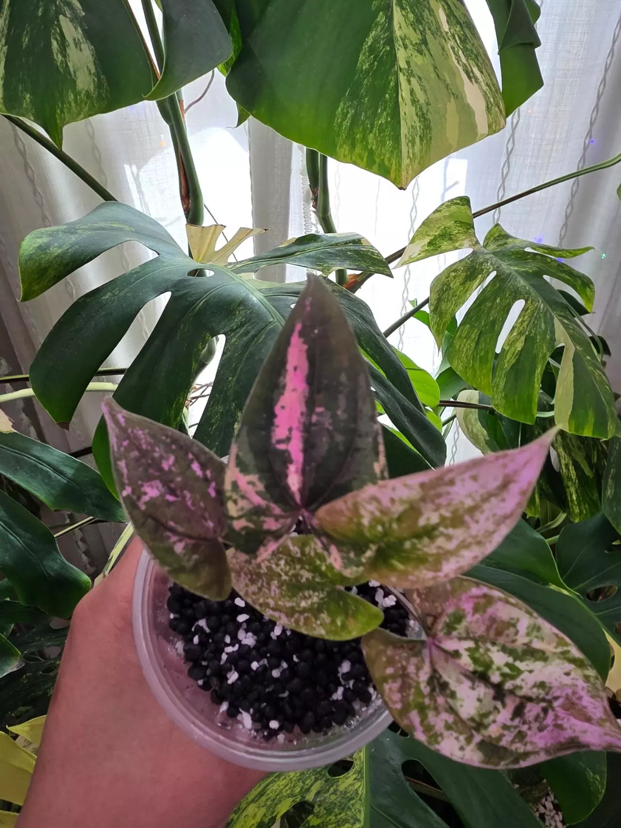 plant/dioscorea discolor pink pixel. 1087-2