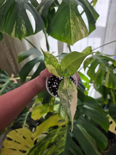 plant/Variegated alocasia aurea dragons breath pup. Corm grown. 1080-0-thumbnail