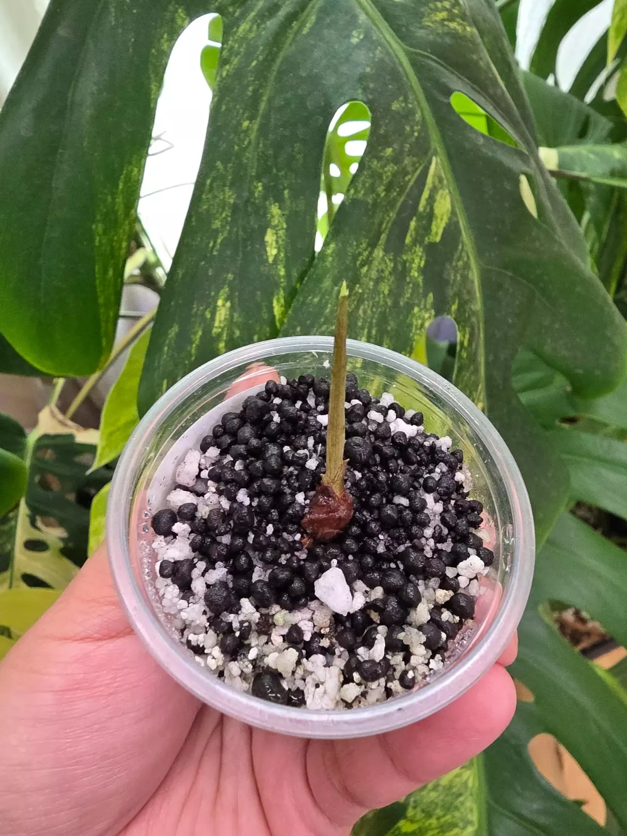 plant/Variegated alocasia albo batwing corm.sprouting. rooting. 1096-2