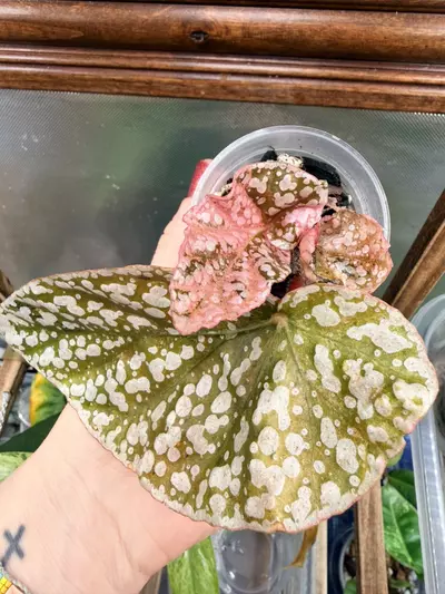 plant/Variegated Snowcapped Begonia #0044-2-thumbnail