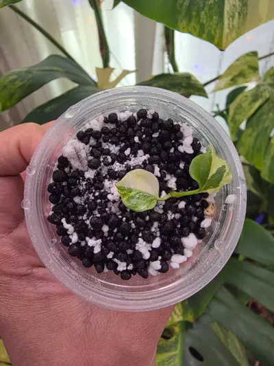 plant/Variegated anthurium ace of spade. Semi-rooted. Clone. Chonk grown. (Not tc)1100-3-thumbnail