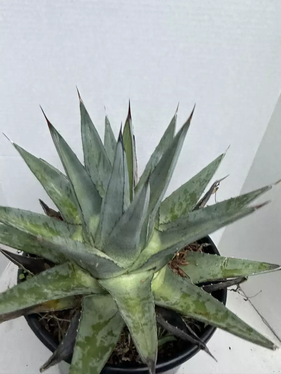 plant/Agave Pumila-0